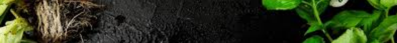 Everything about Plants Banner
