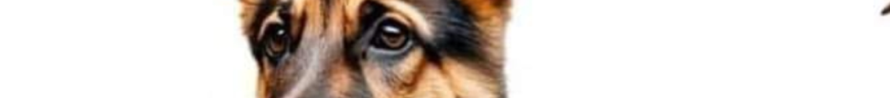 Animal world Banner