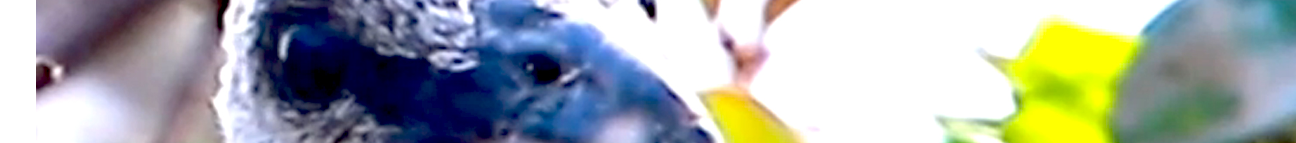 Food or Bird Banner