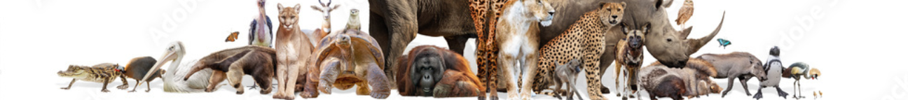wild world doc Banner