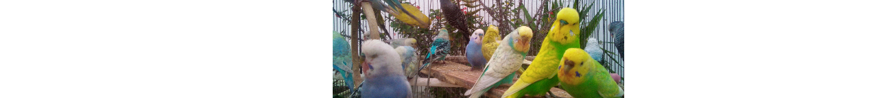 World Budgies Banner