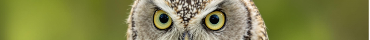 illyrianinfo.com Banner