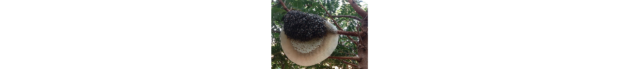 Nest of Bee Banner