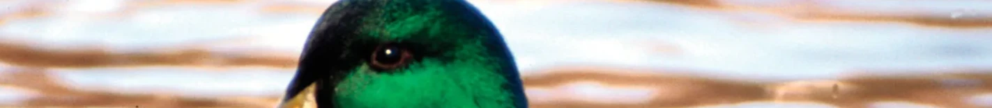 cararinaldi04 Banner