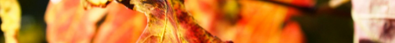 TravelWorldOnline Banner