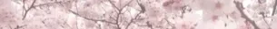WOR Banner
