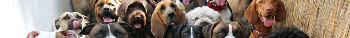 Dr. Doug Pupperski Banner