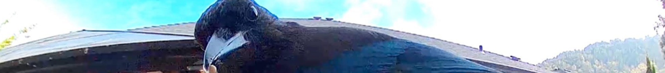 🌹Rose's Cafe🌹 Banner