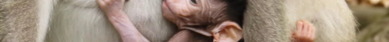 monkey daily life Banner