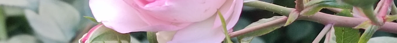 Dimitur Vasilev Banner