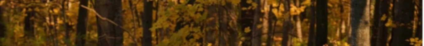 Level Up boss Banner