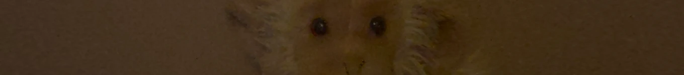 lokooYT Banner