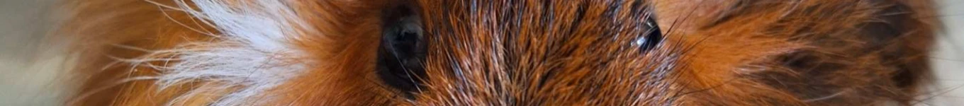 PatricijaArt Banner