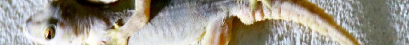 SatYa Farm Official Banner