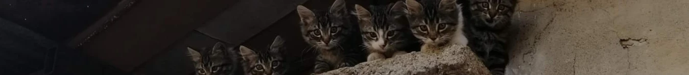 Özgür's Cats and Dogs Banner