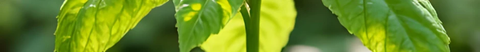 LetsMakeVideos Banner