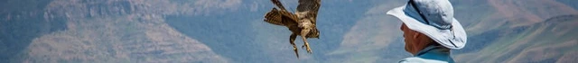 birdever.com Banner