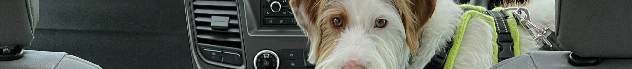 motorhomemutt_com Banner