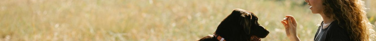 dogbizz.com Banner