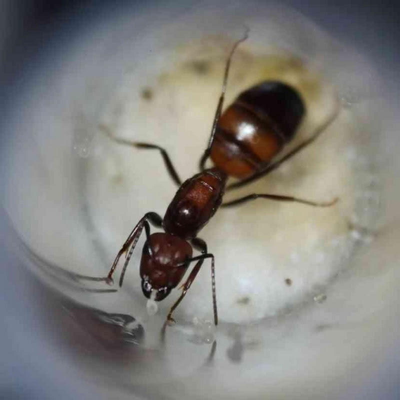 Hormigas_Exploradoras Logo