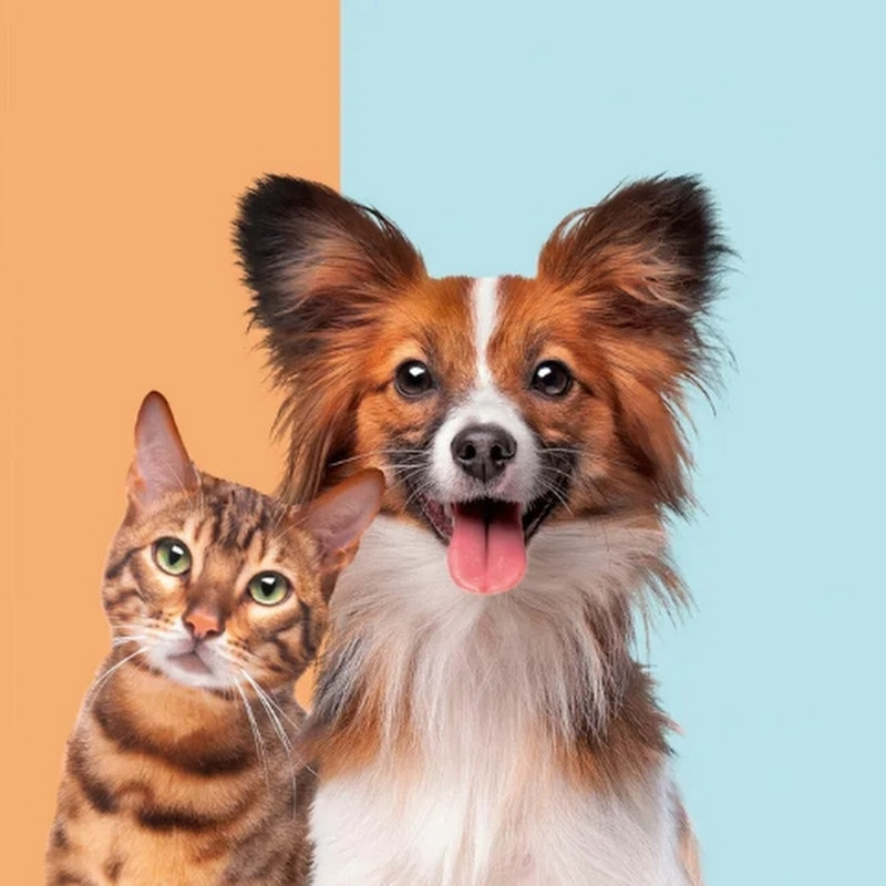 CAT AND DOGS 🐶  Logo