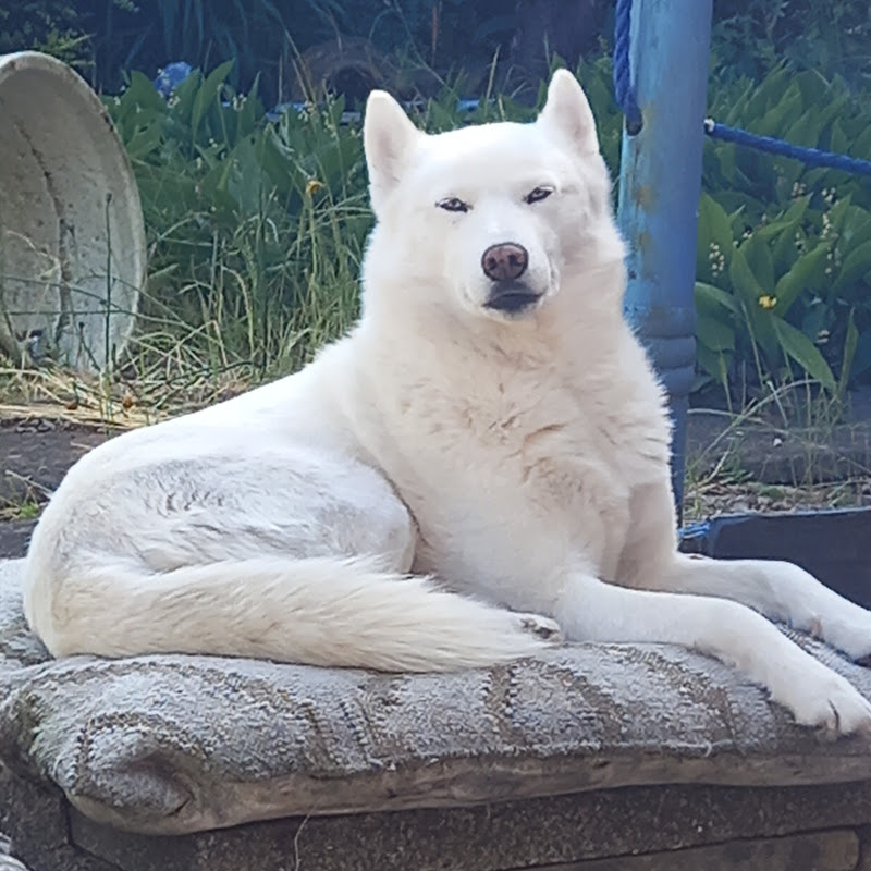 Toastie Ghostie & Tiggs The Mischevious Cat!! Logo