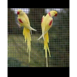 Muhammad Shuraim Logo