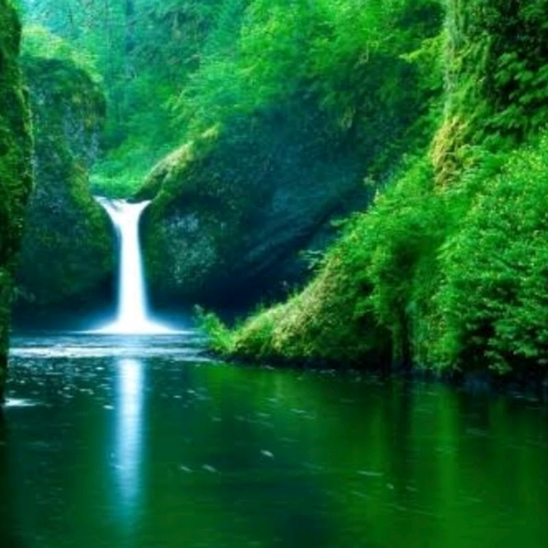 wonder_.green🌳🌍 Logo