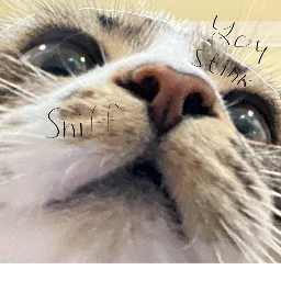 Debbie's sorted reels Logo