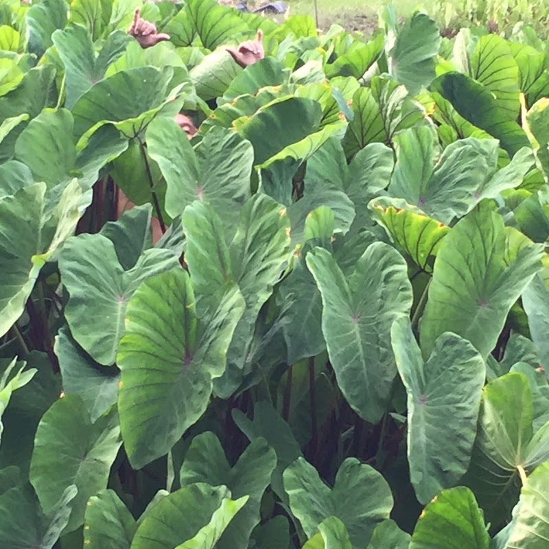 Getagrip808myth Logo