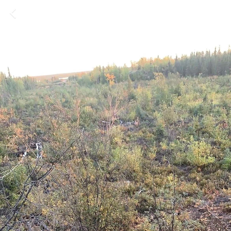 Little Chucky🤍 Logo