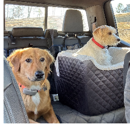 The Wieland Team Logo