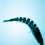 Simfisch Logo