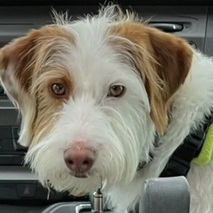 motorhomemutt_com Logo