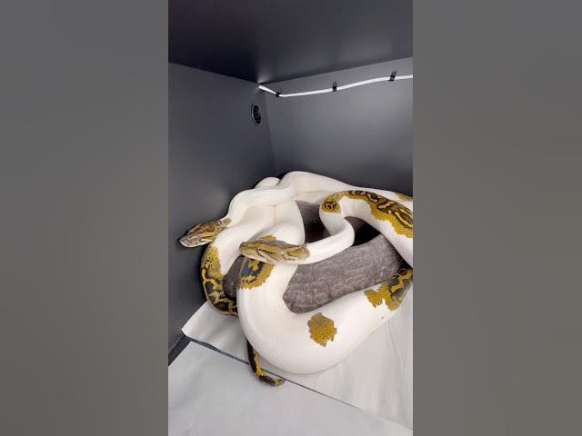 Video thumbnail for BREEDING SNAKES🐍 #viralshorts#shorts