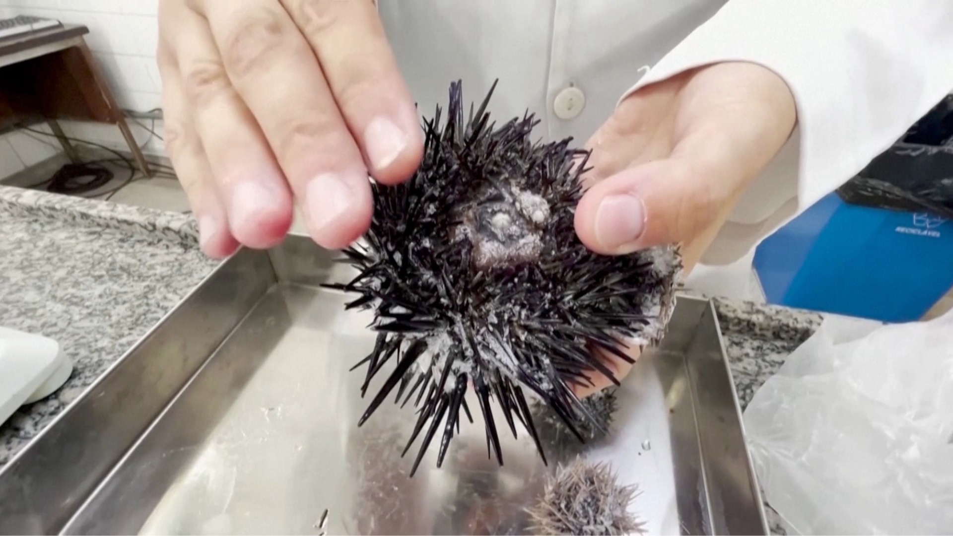 Video thumbnail for Microplastics Reach Even the Cleanest Ocean Areas, Biologists Alarmed