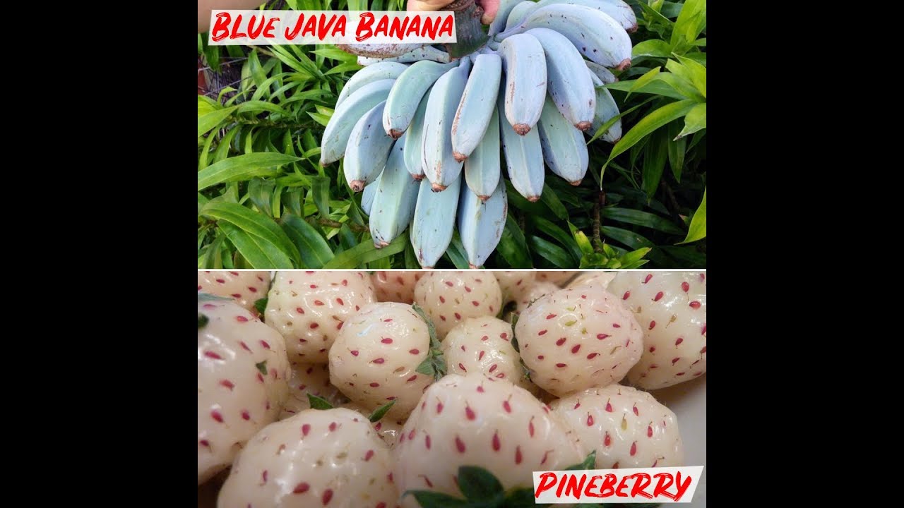Video thumbnail for 10 Fruits You Probably Have Never Tried