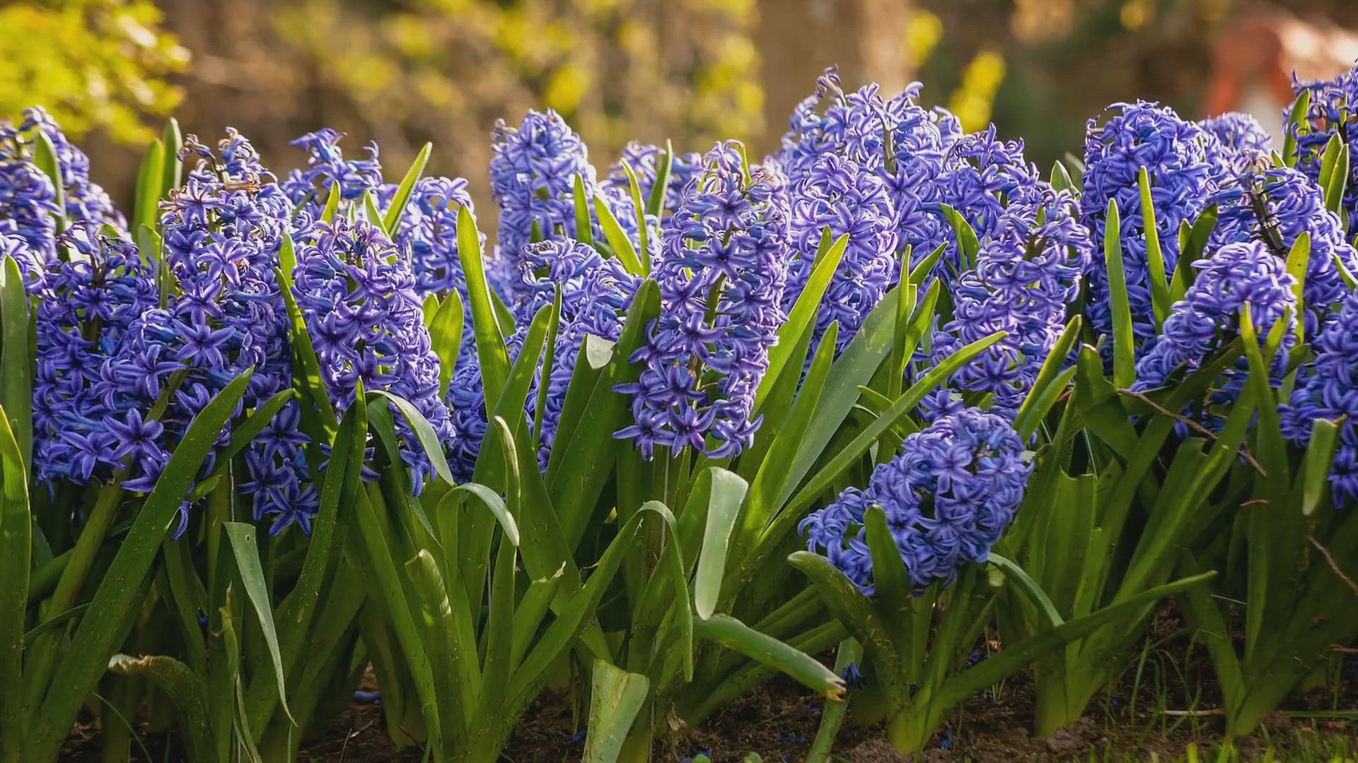 Video thumbnail for Caring for Hyacinth Bulbs After Flowering in Water