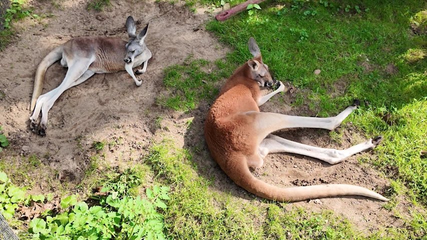 Video thumbnail for Meet adorable creatures at the Animal Farm Petting Zoo in Manorville