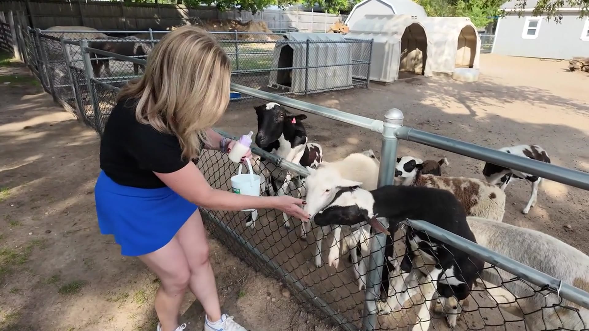 Video thumbnail for Meet adorable creatures at the Animal Farm Petting Zoo in Manorville