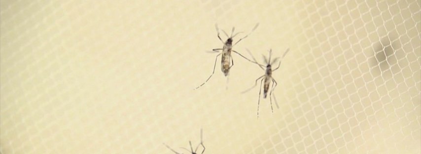 Video thumbnail for New York City sees first human West Nile case of the season
