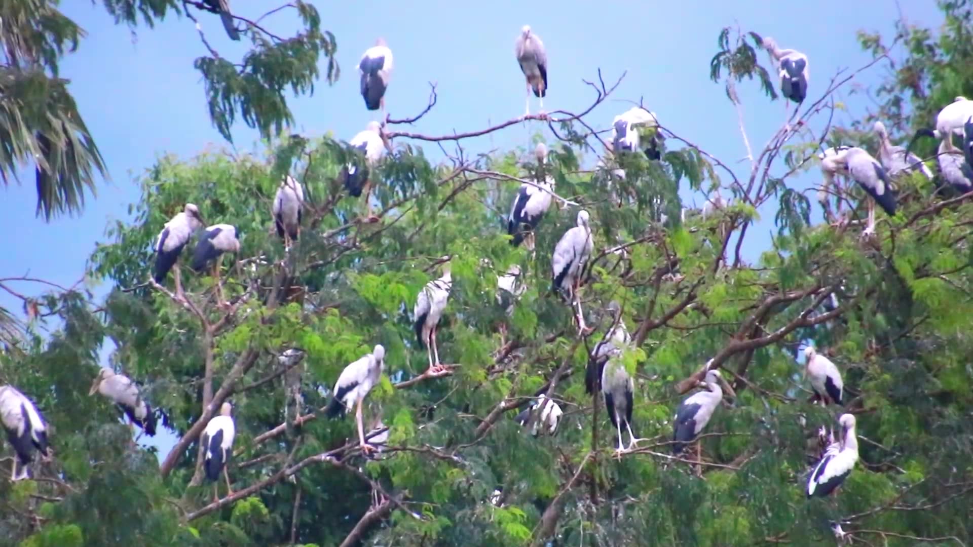 Video thumbnail for Here bird stay & sleep a lot