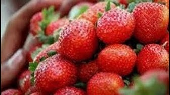 'Video thumbnail for How to Learn English: Reading and Vocabulary--California Strawberry Festival'