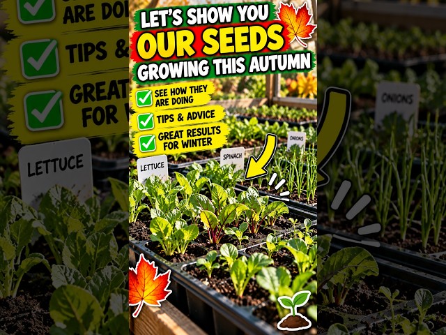 Video thumbnail for Look What's Growing From Seed This Autumn! 🌱🍂 #shorts