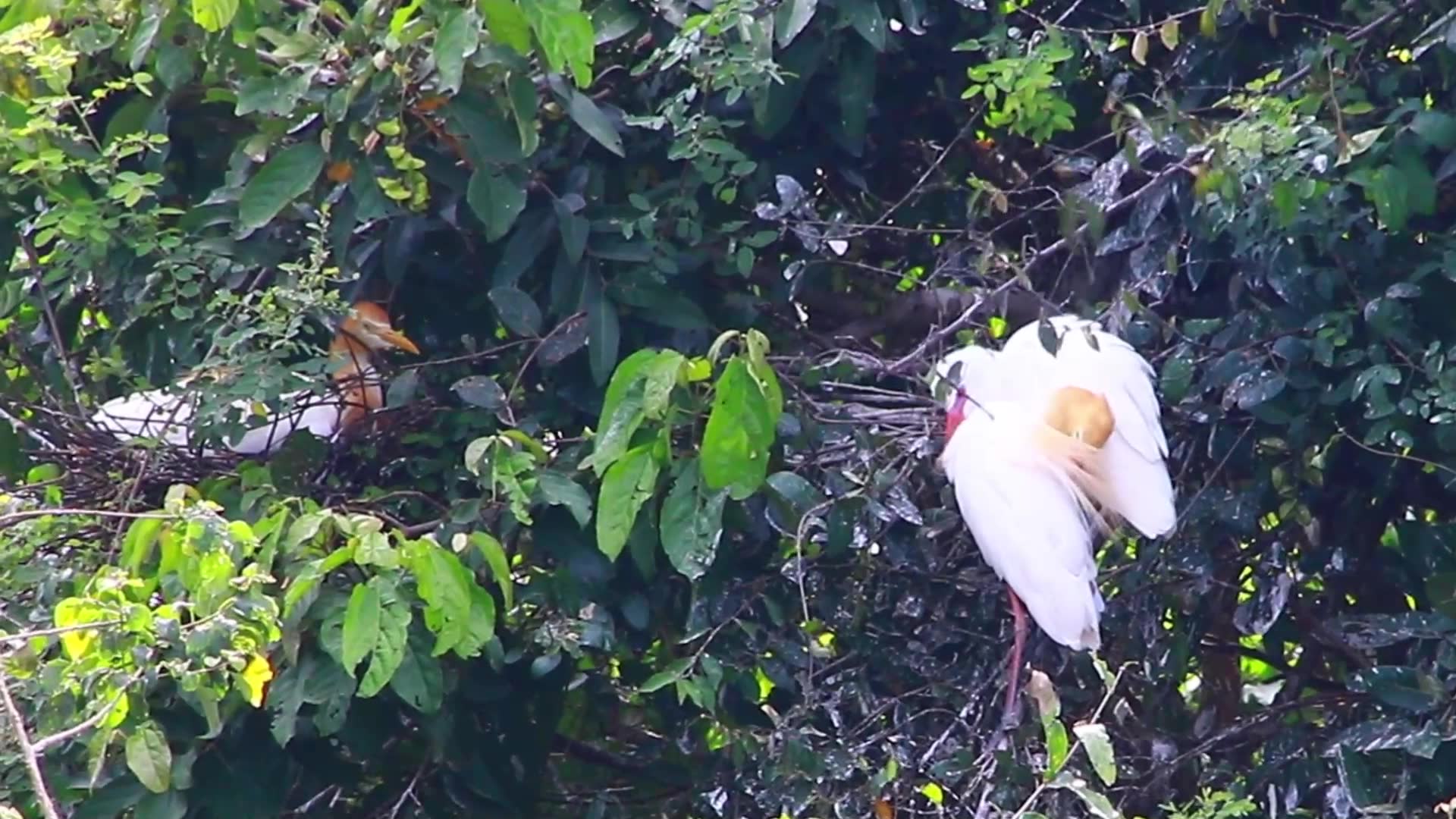 Video thumbnail for The wild bird on nest life baby