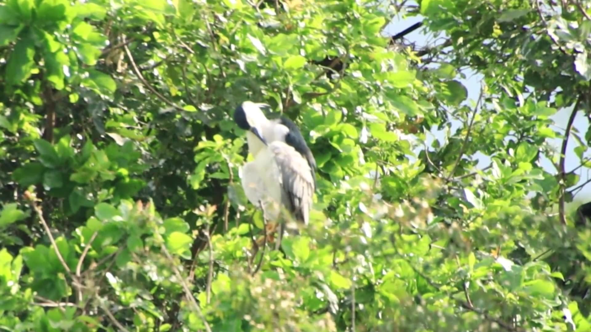 Video thumbnail for The Wild hero bird clearing here