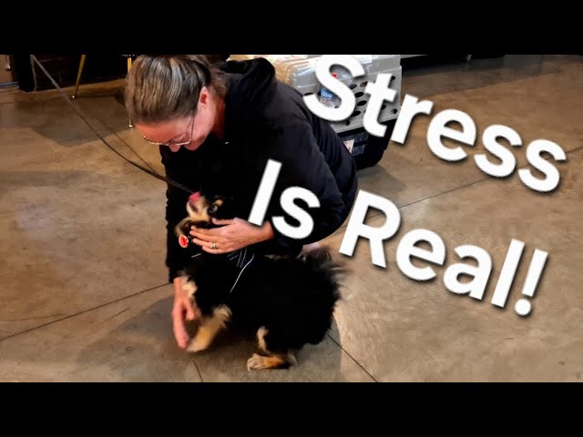 Video thumbnail for We Almost Couldn't Get Our Dog Back To The USA... ⚓️ Ep. 110