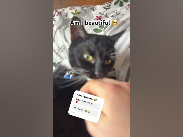 Video thumbnail for Am I beautiful 😻 #cat#cute#fyp#subscribe