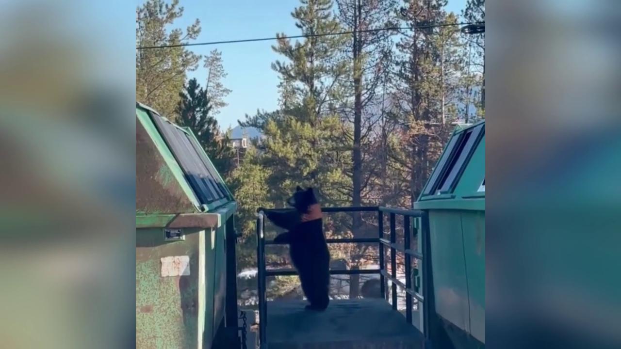 Video thumbnail for US: Bear Family Gets Trapped Inside Recycling Dumpster Before Animal Control Rescue.