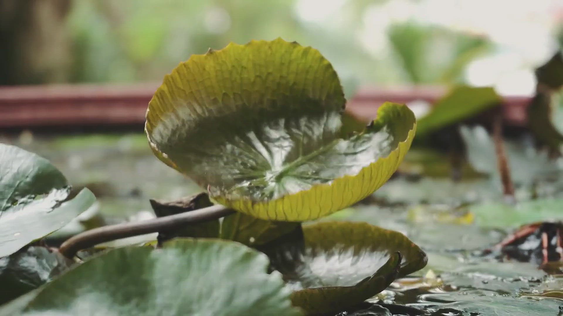 'Video thumbnail for Different Types of Lily Flowers'
